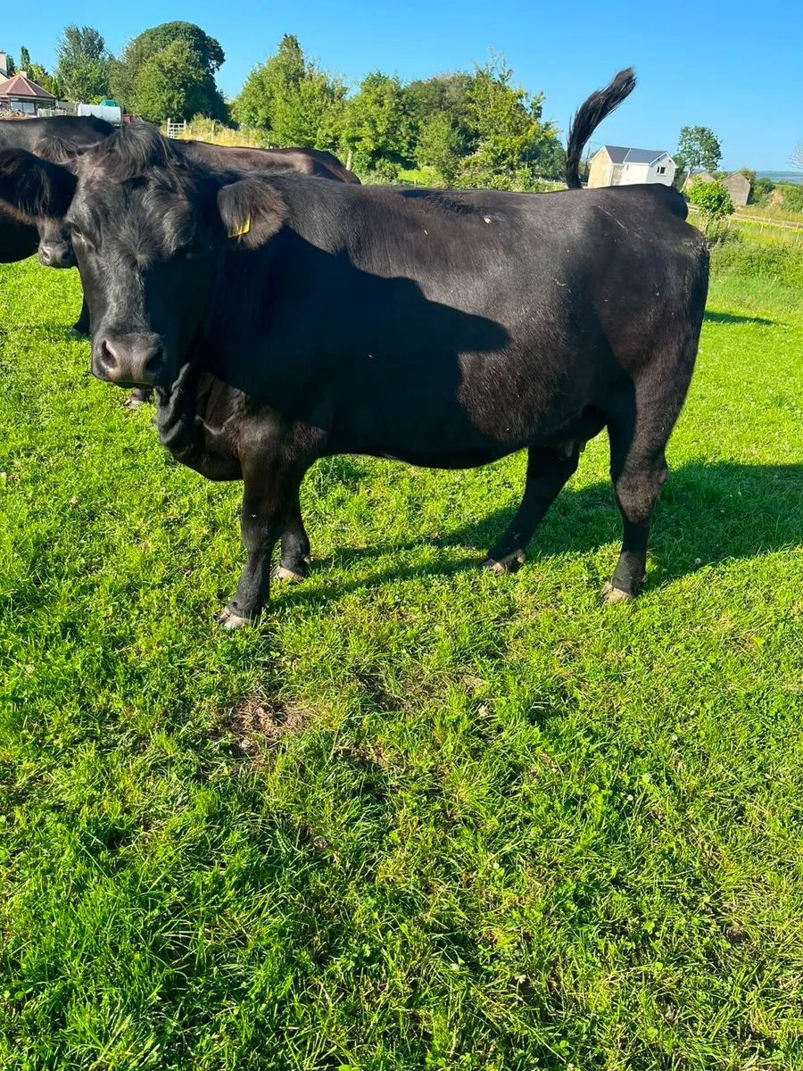 Heifers - Image 4
