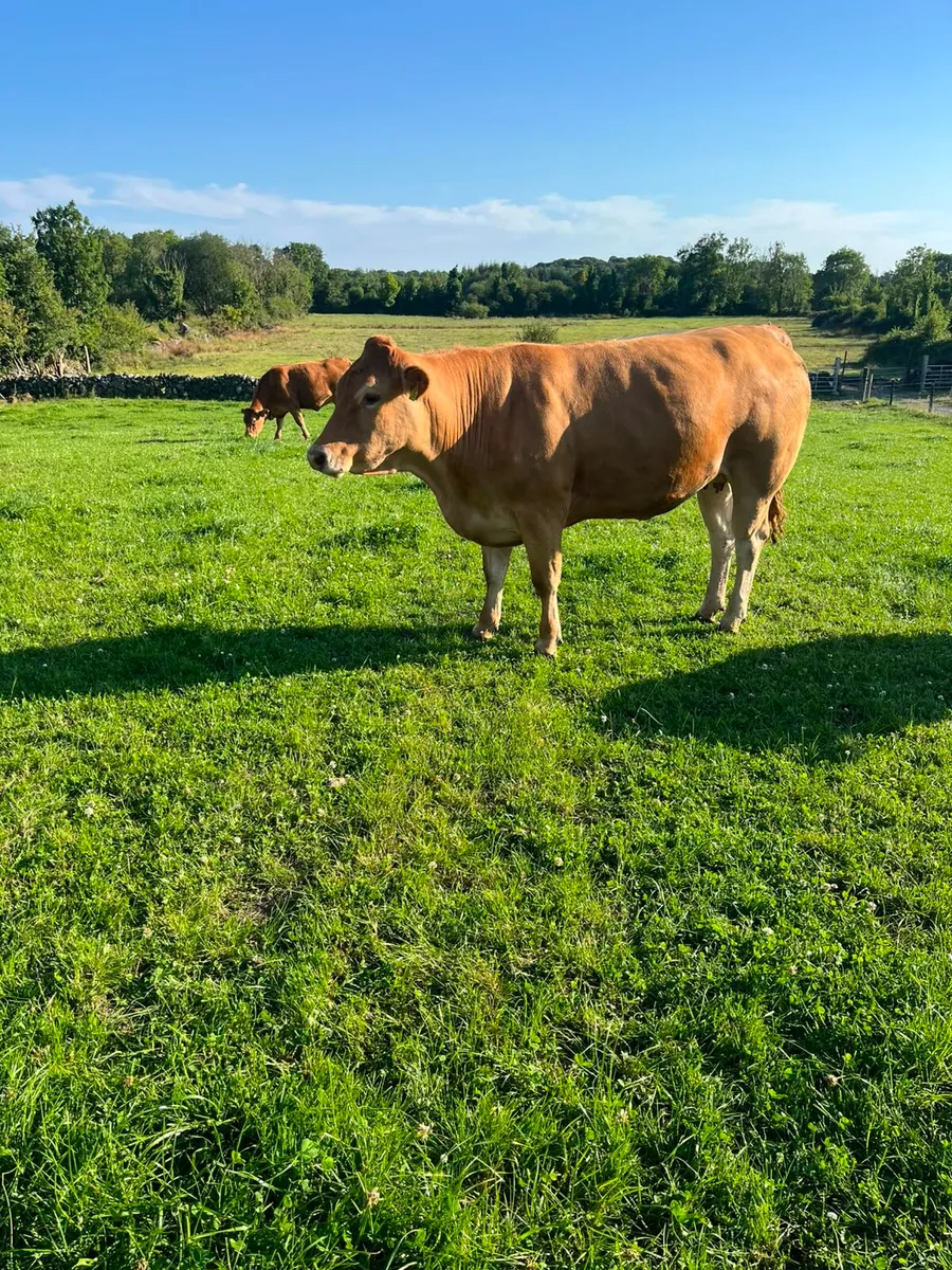 Heifers - Image 1