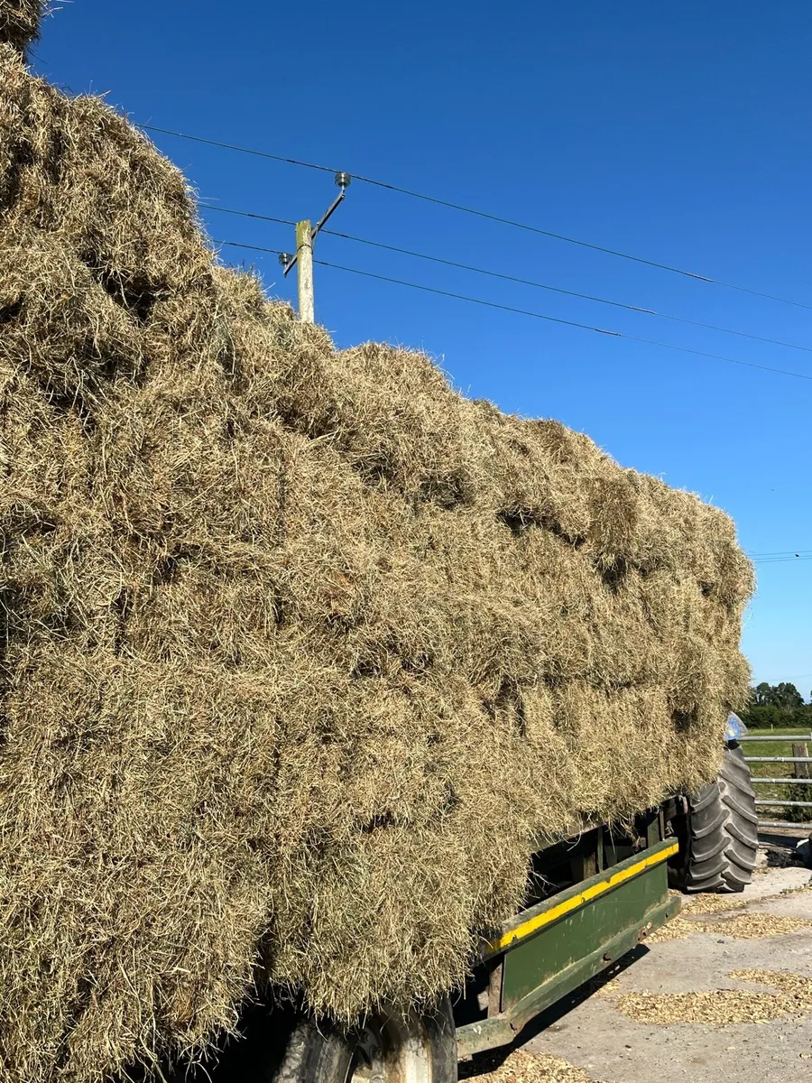 Small green square bales of hay - Image 3