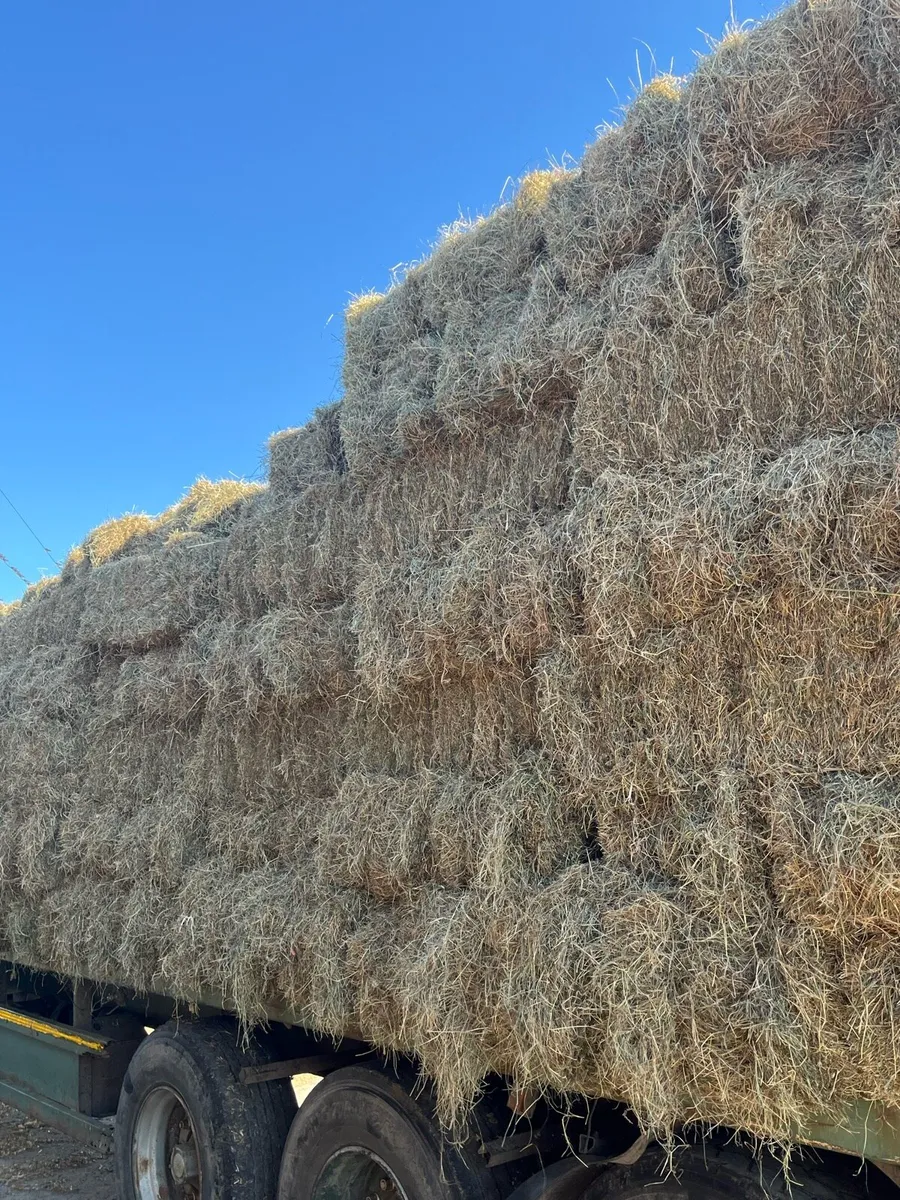 Small green square bales of hay - Image 1