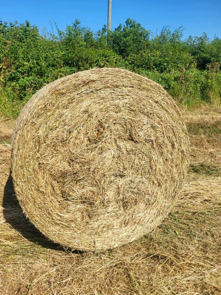 Hay Organic Hay - Image 1
