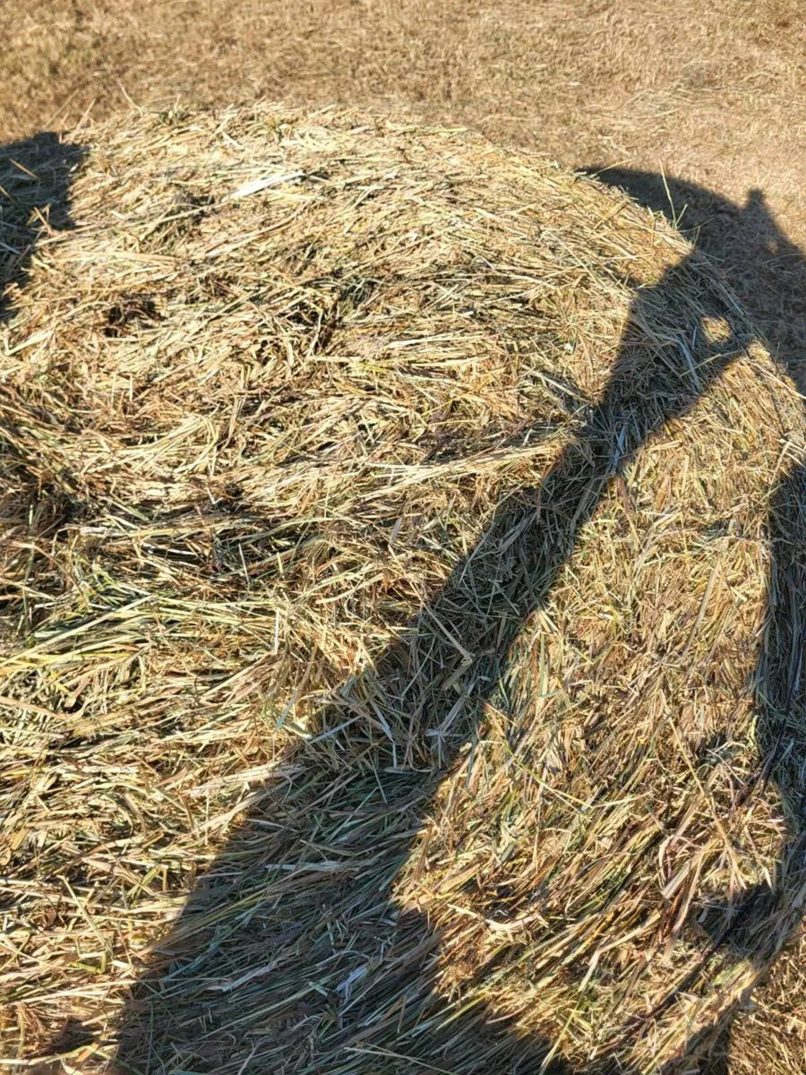 Hay Organic Hay - Image 2