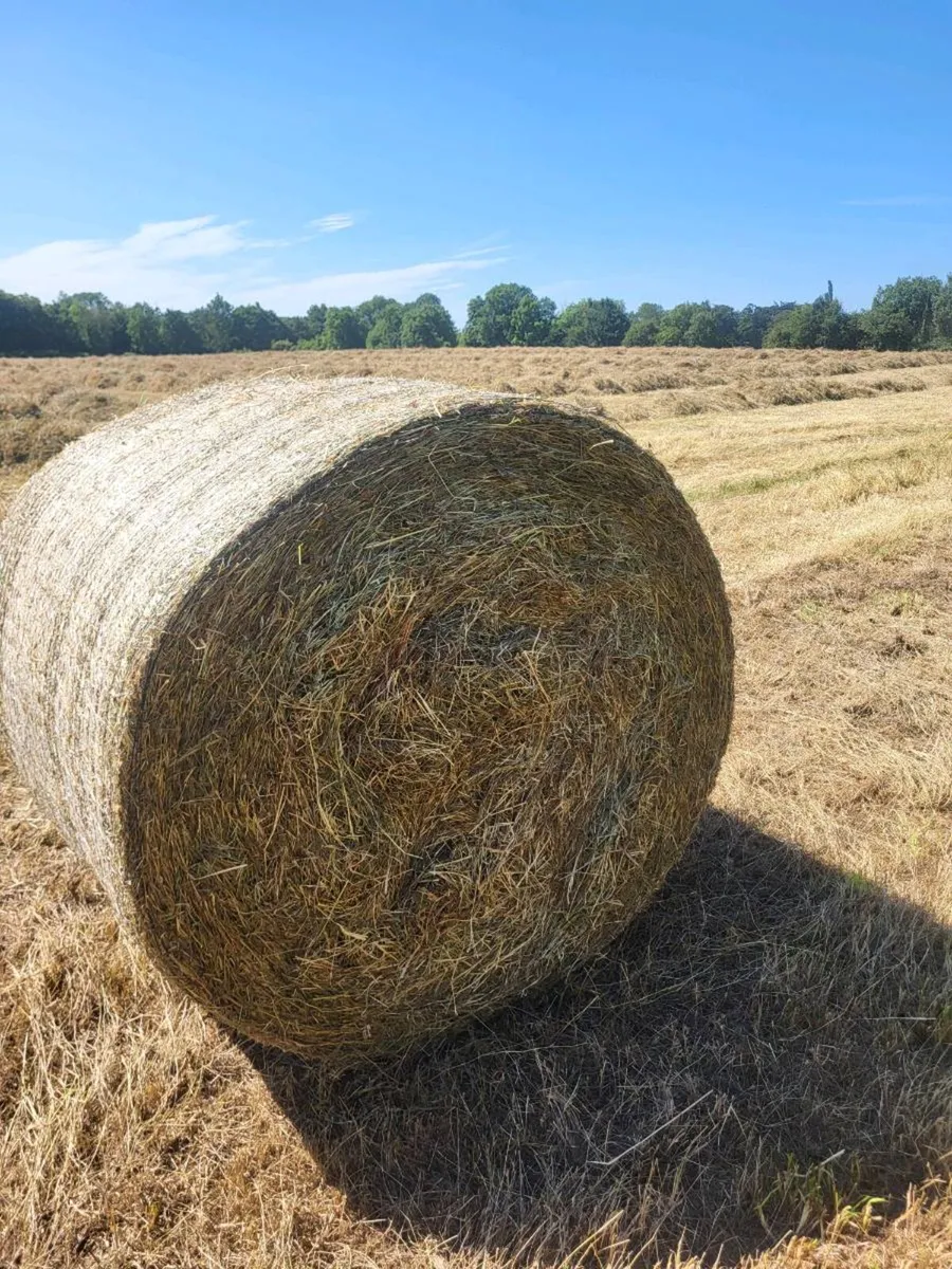 Hay Organic Hay - Image 3