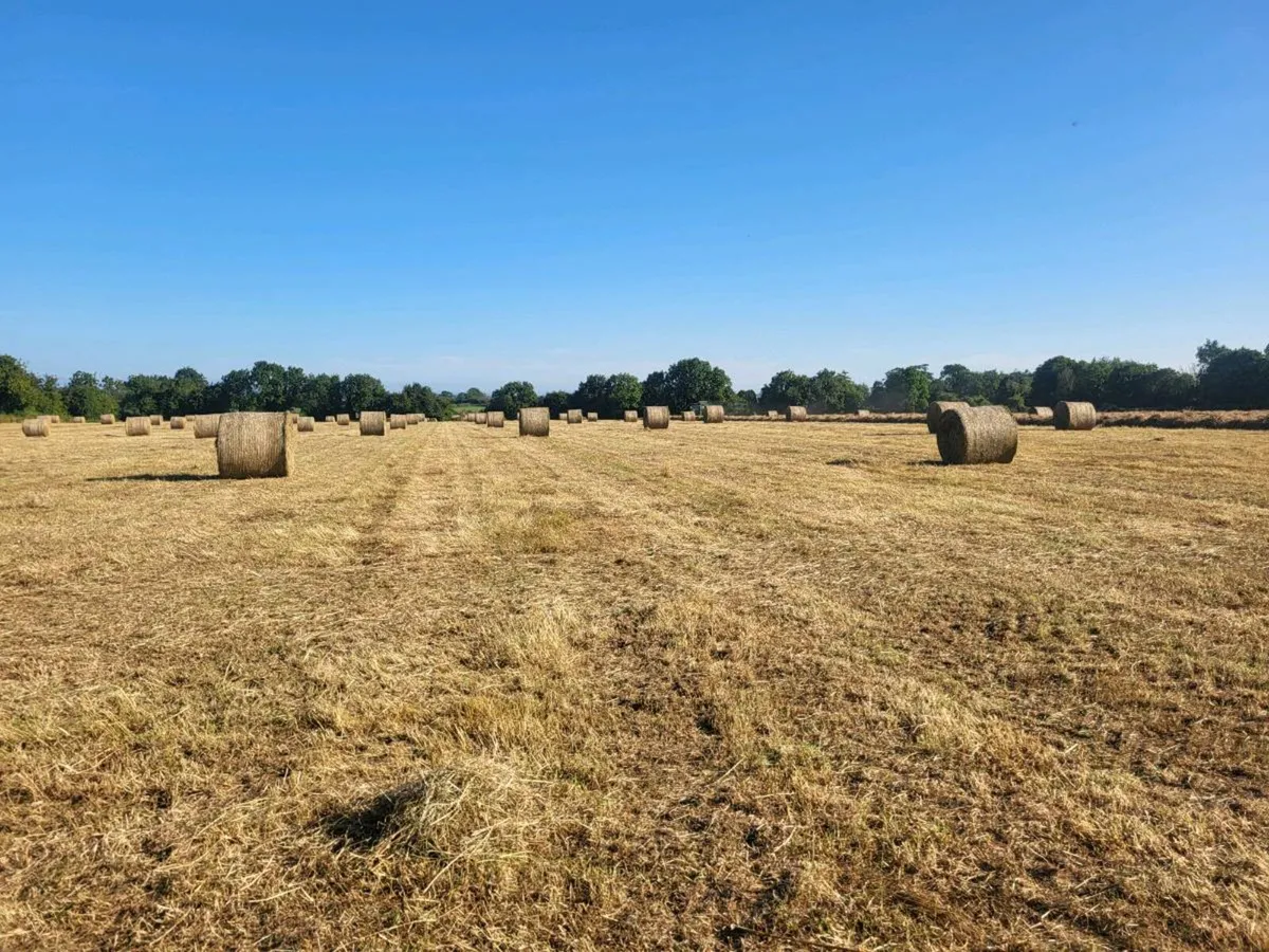 Hay Organic Hay - Image 4