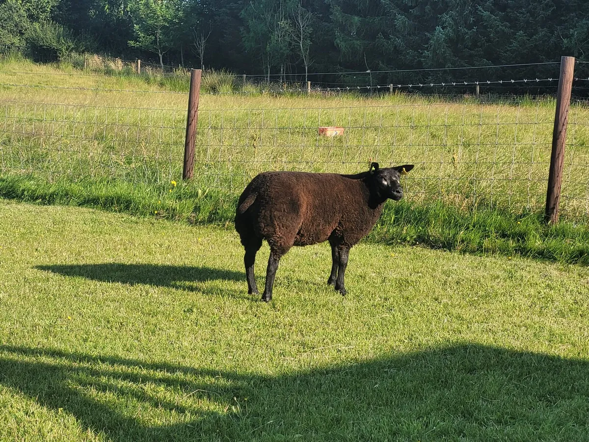 Pedigree reg Badger face texel ewe lamb - Image 3