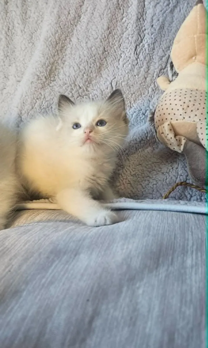 Adorable registered ragdoll kitten - Image 2