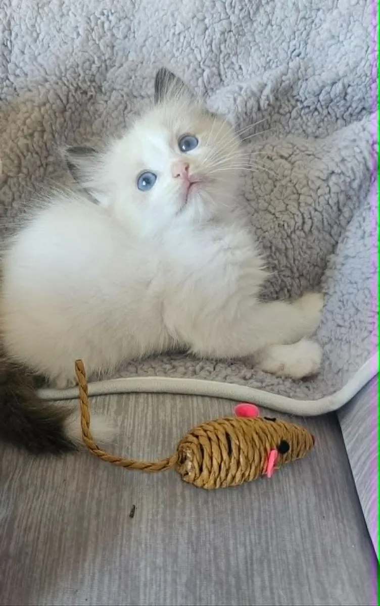 Adorable registered ragdoll kitten - Image 3