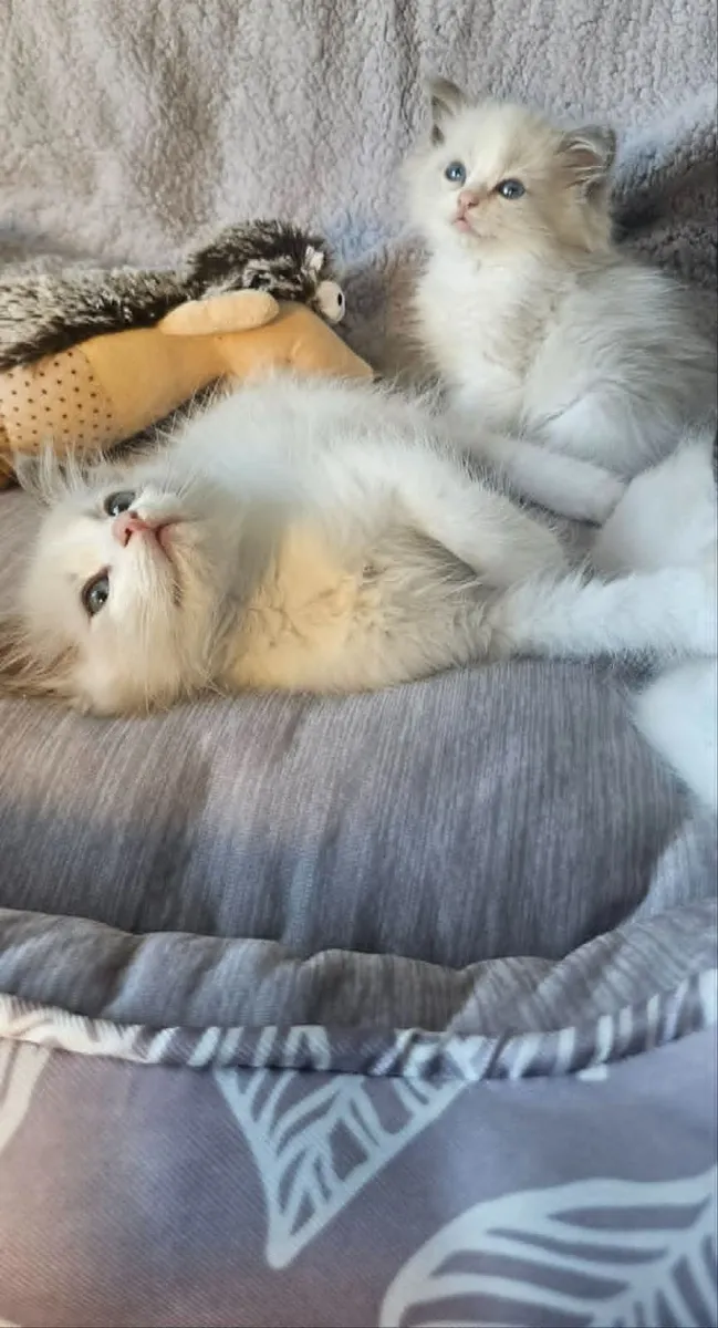 Adorable registered ragdoll kitten - Image 4