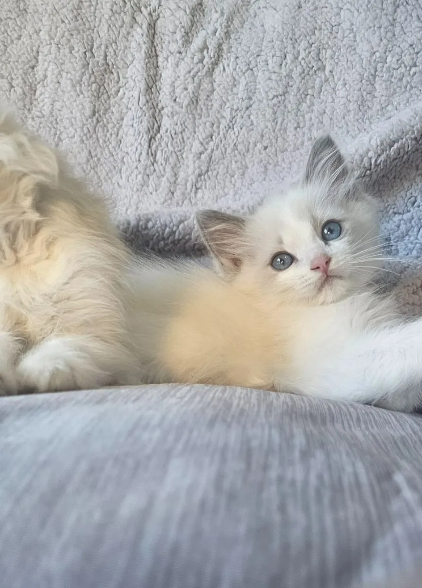 Adorable registered ragdoll kitten - Image 1
