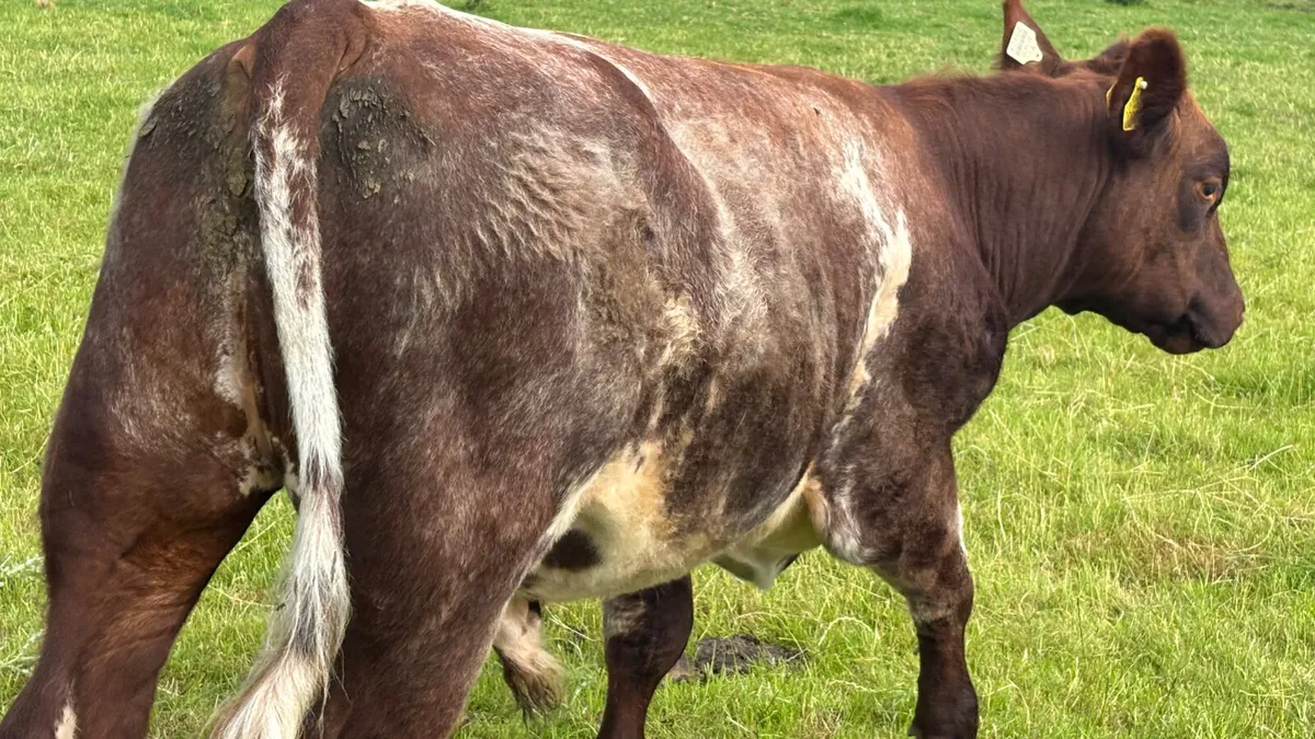 Shorthorn Breeding Bull - Image 4
