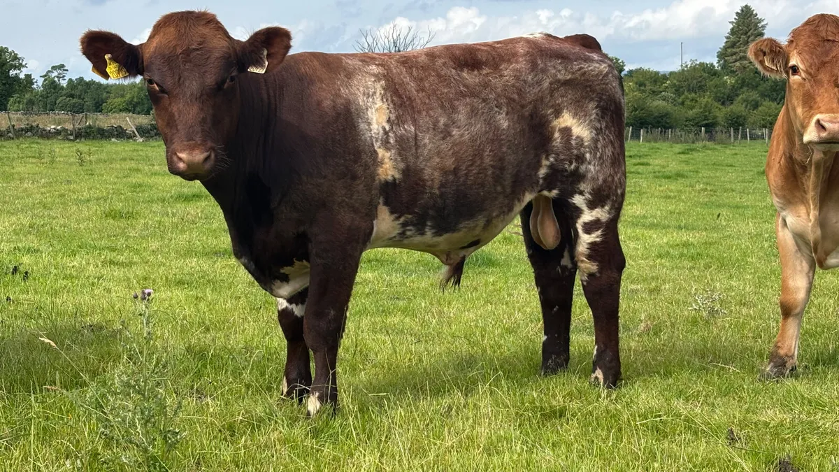 Shorthorn Breeding Bull - Image 1