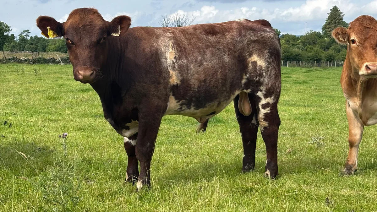 Shorthorn Breeding Bull - Image 3