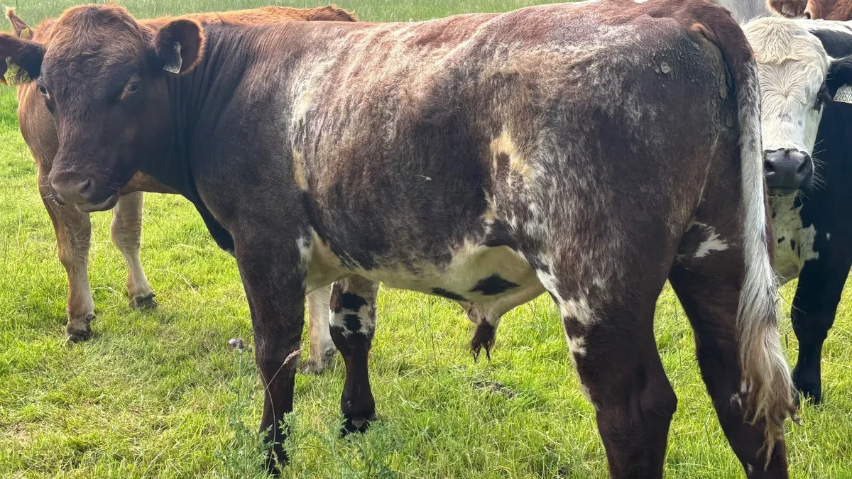 Shorthorn Breeding Bull - Image 2