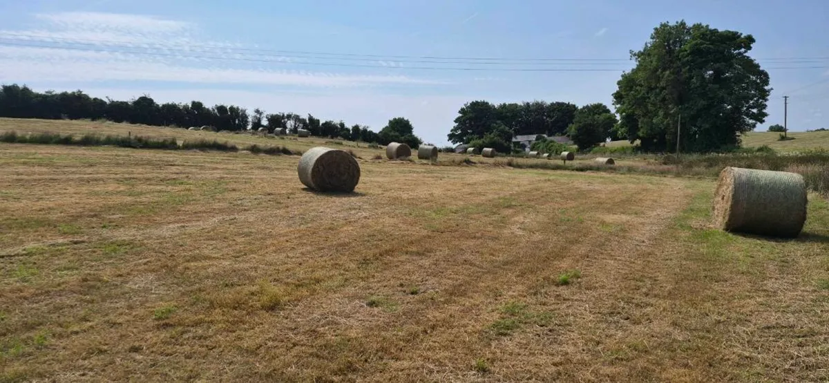 Hay