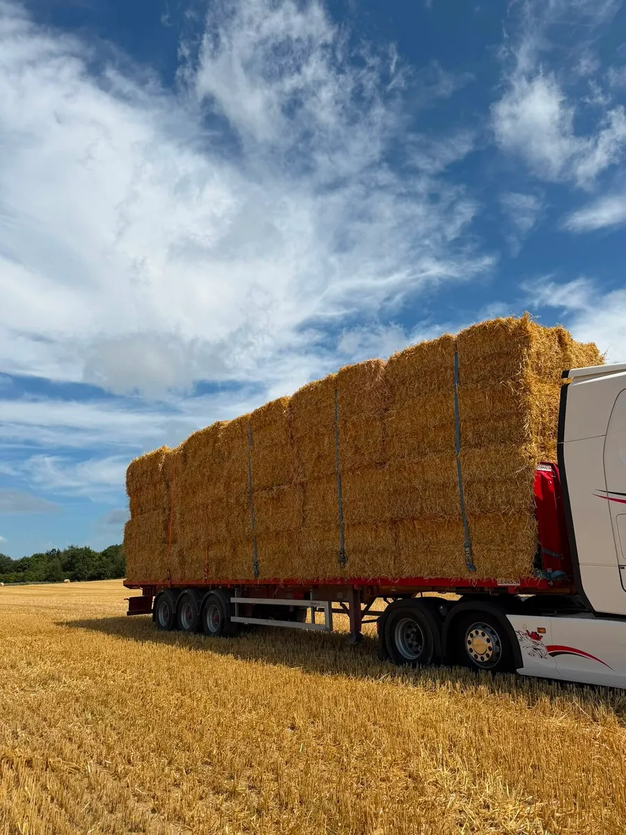 Top quality barley straw - Image 1