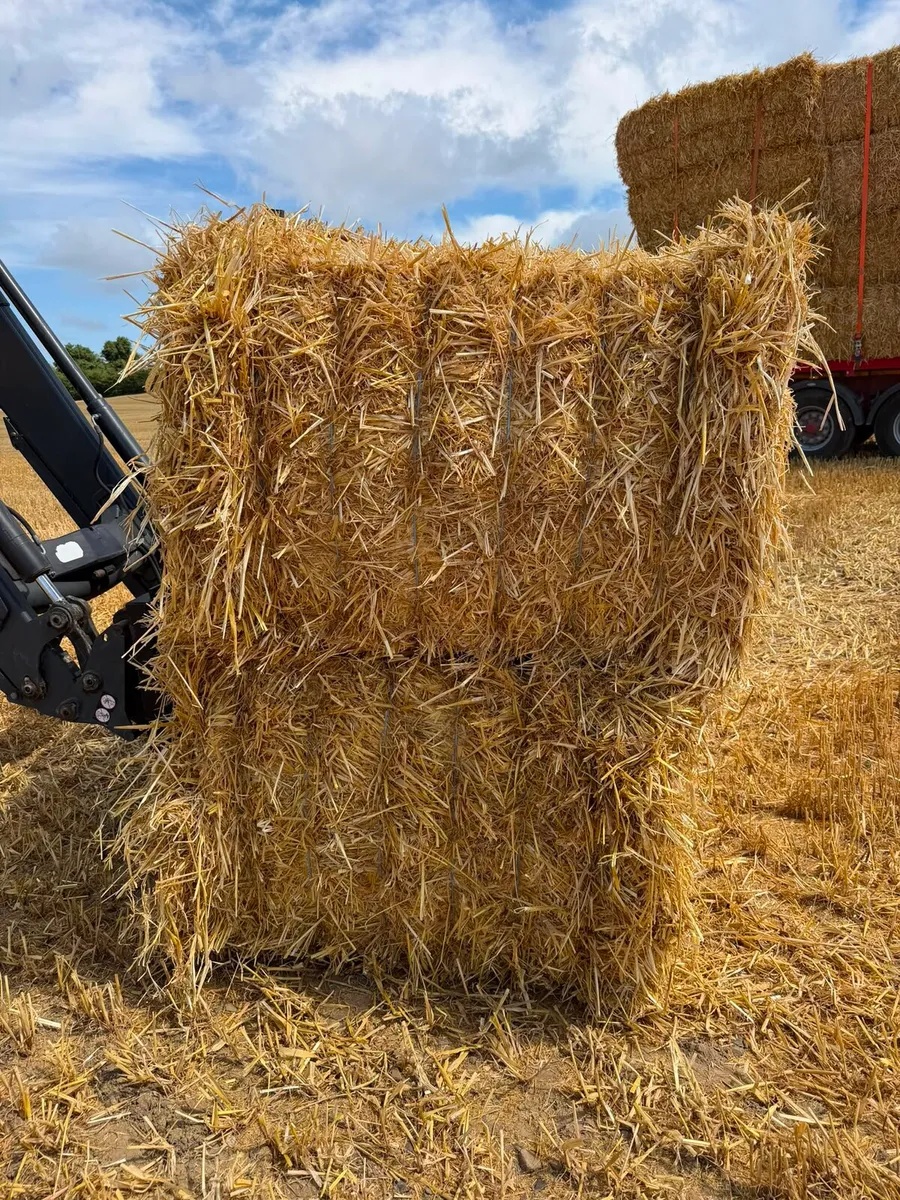 Top quality barley straw - Image 2