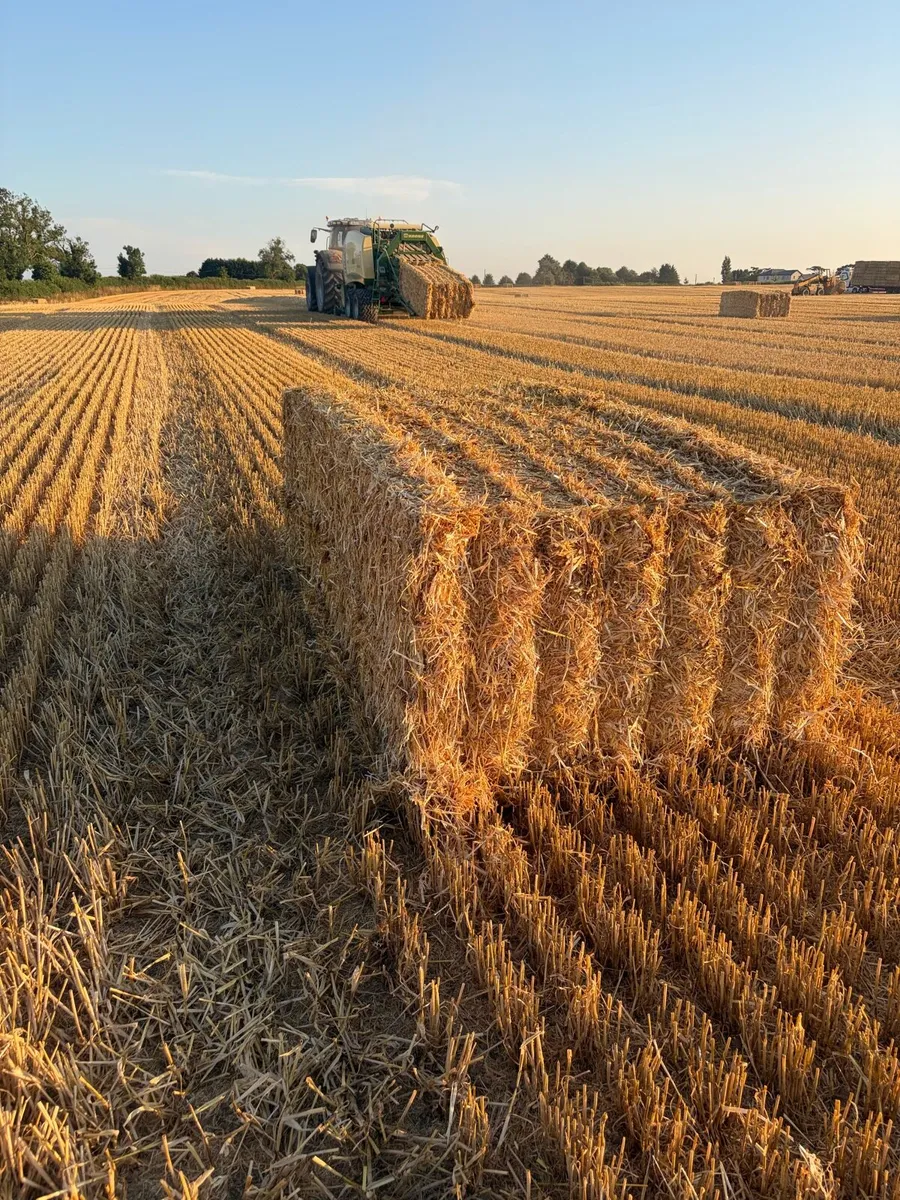 2026 Chopped Wheat Straw - Image 1