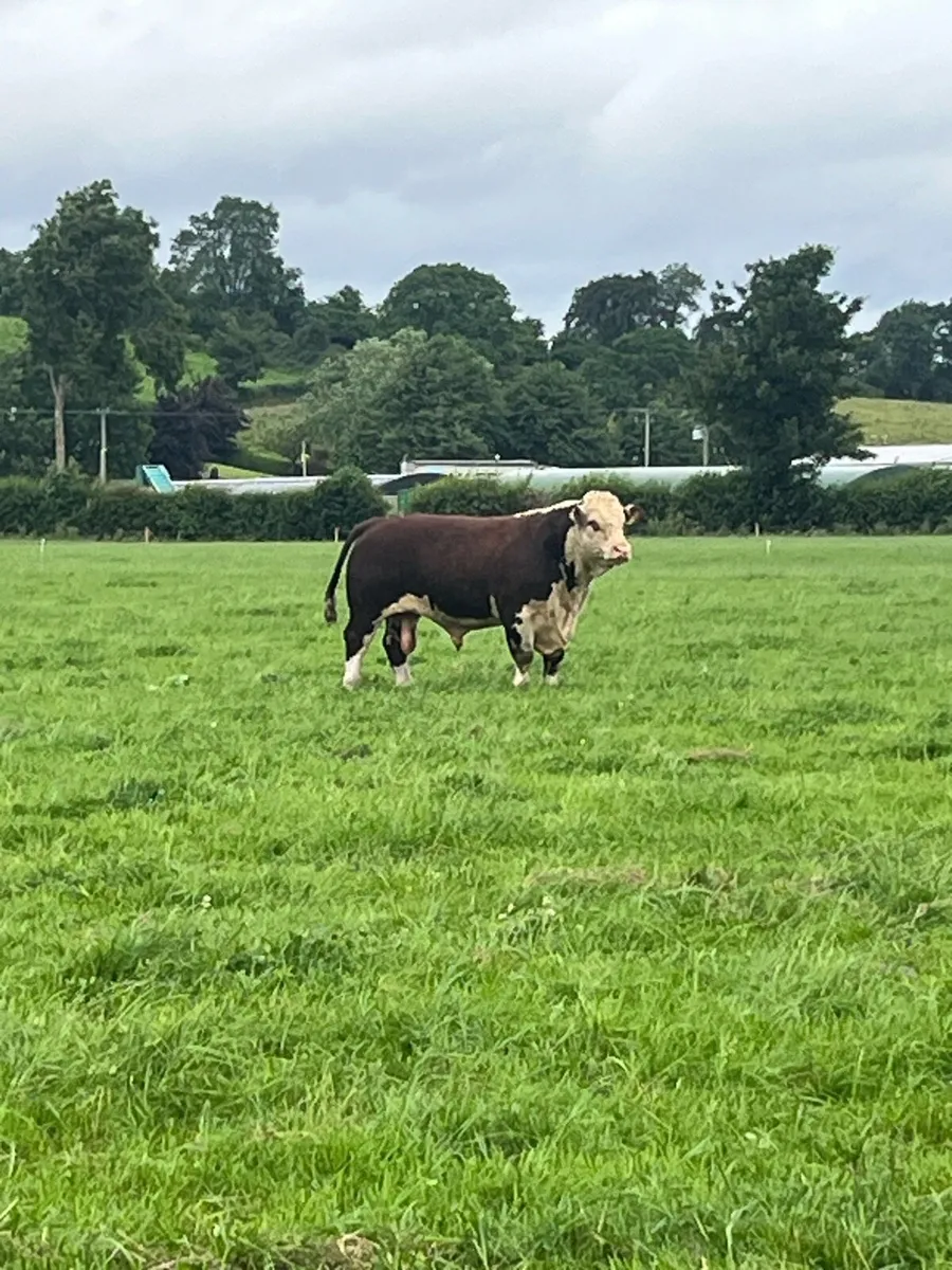 1 Hereford Bull - Image 2