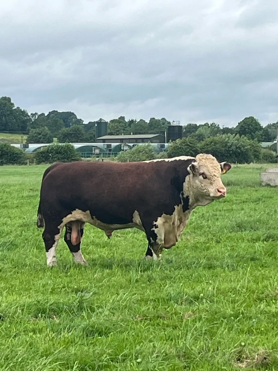 1 Hereford Bull - Image 1