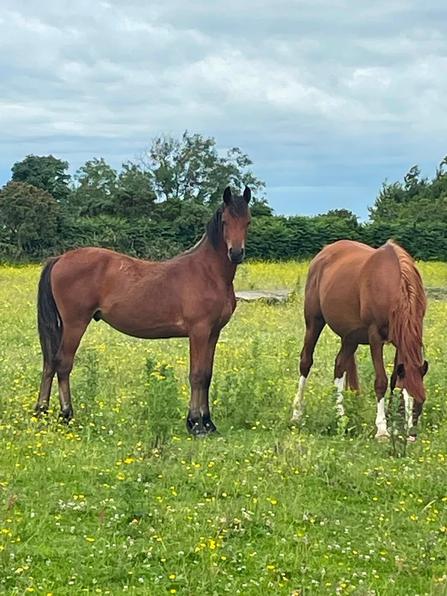 Arabian horses - Image 1