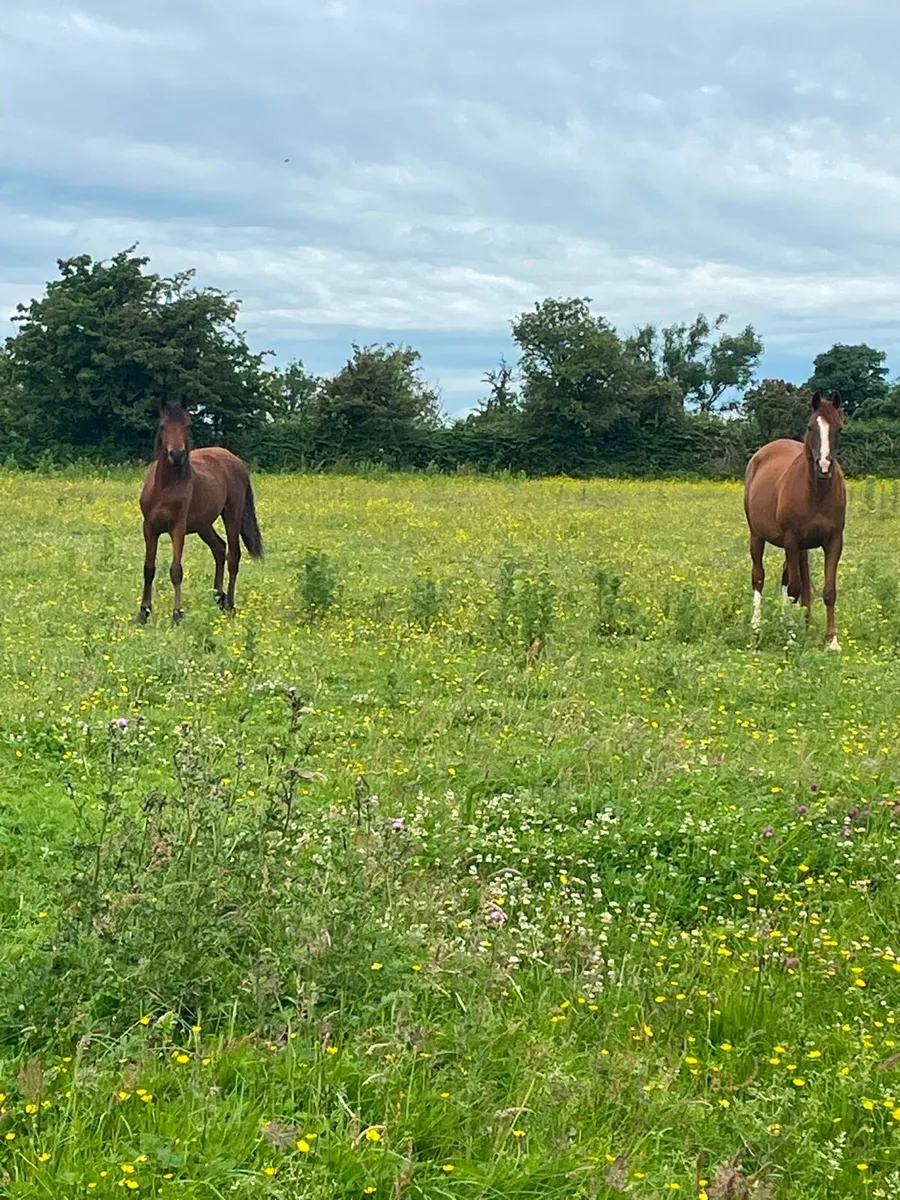 Arabian horses - Image 2