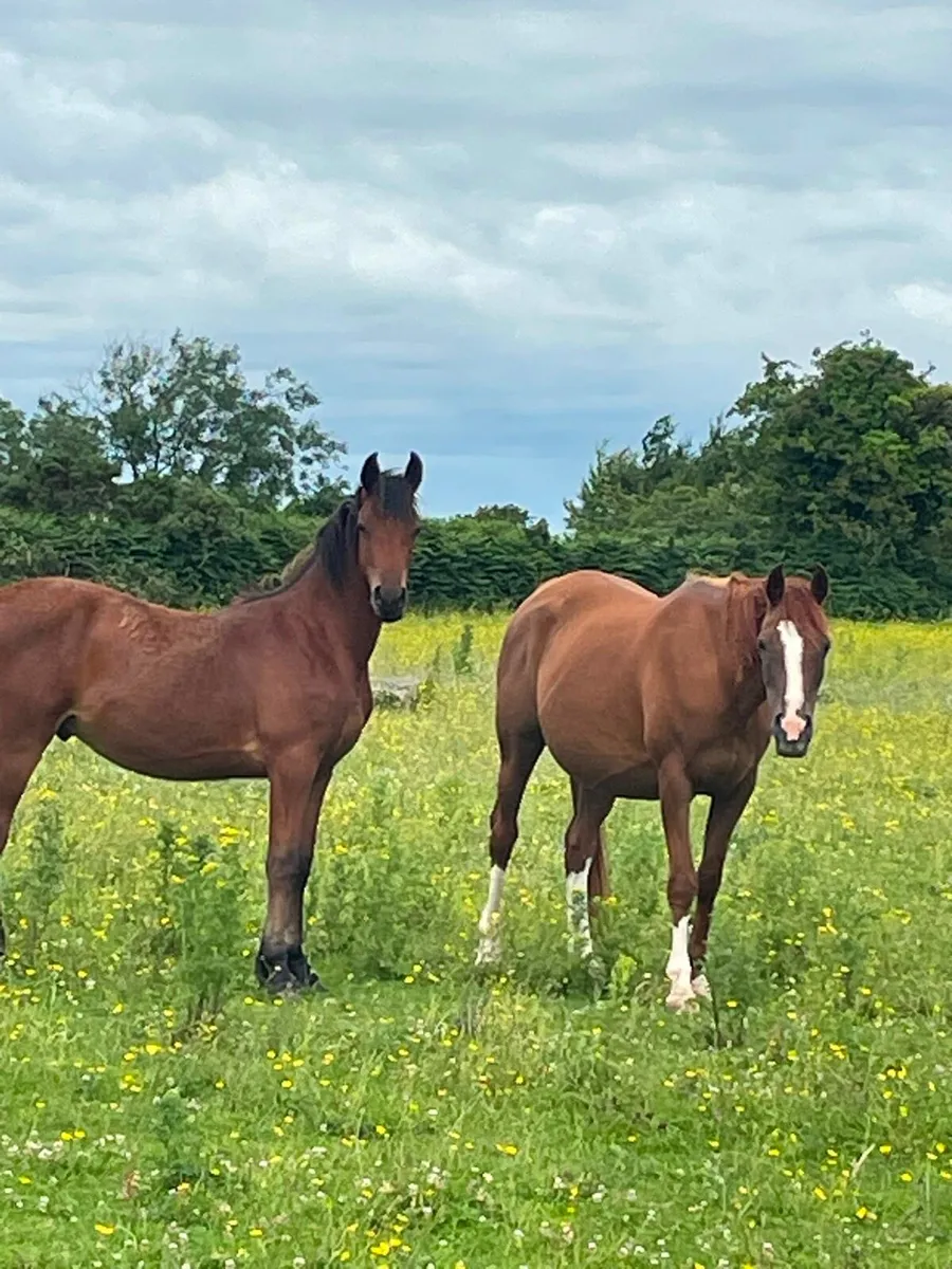 Arabian horses - Image 3