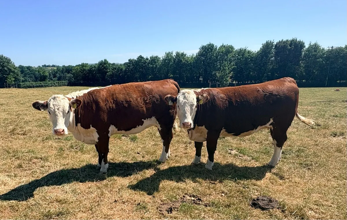 Pedigree Polled Hereford Heifers - Image 1
