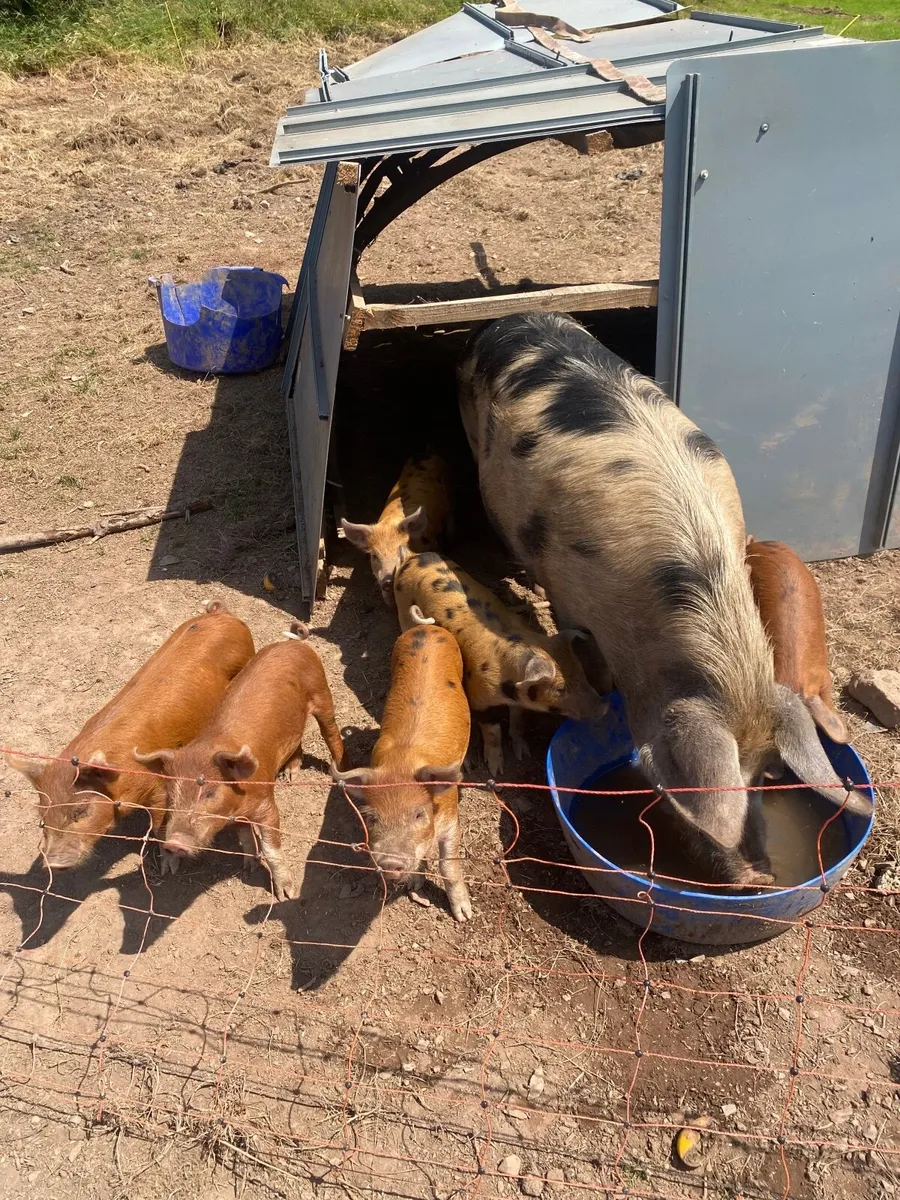 Organic piglets - Image 1