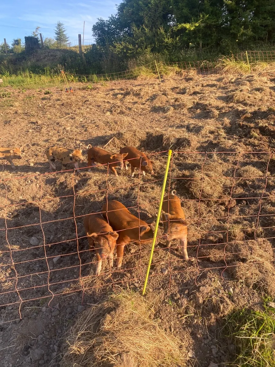 Organic piglets - Image 2