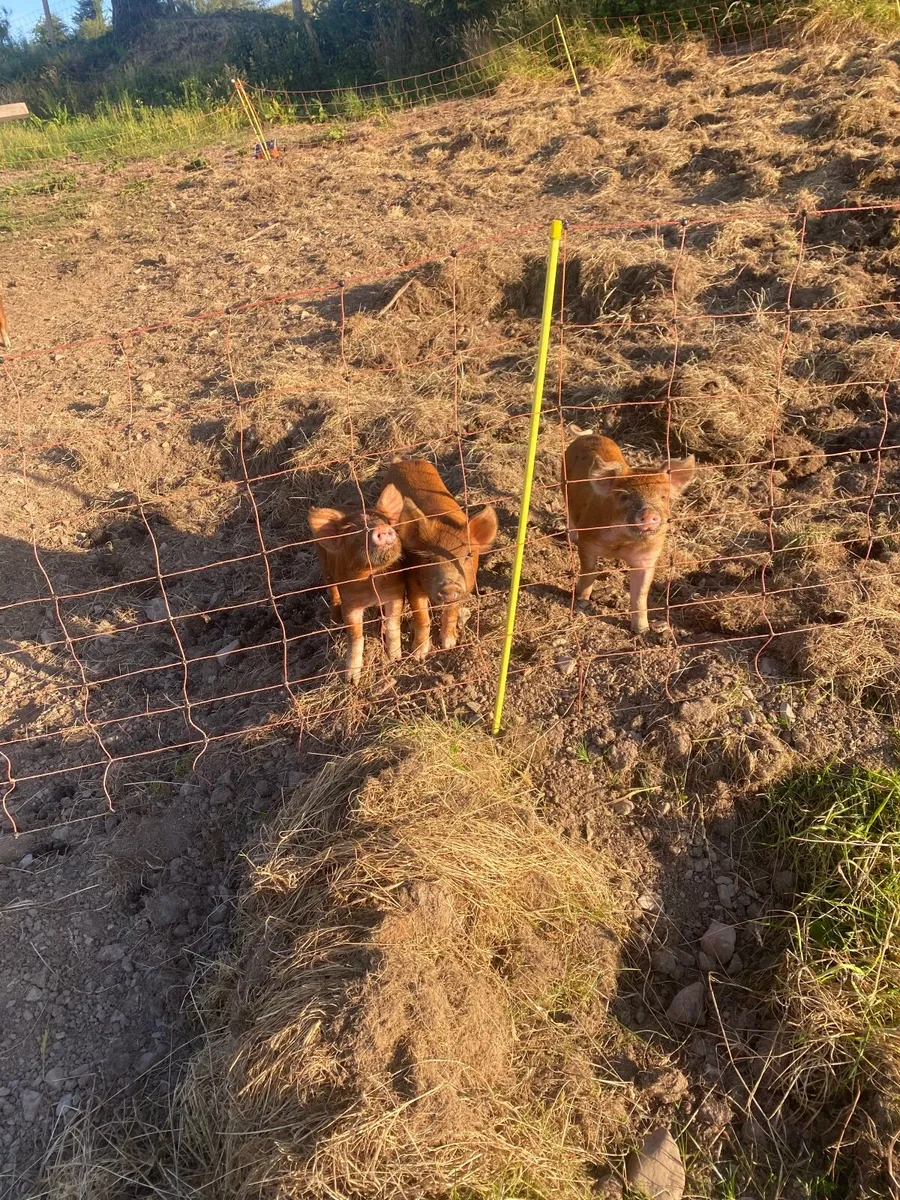 Organic piglets - Image 3