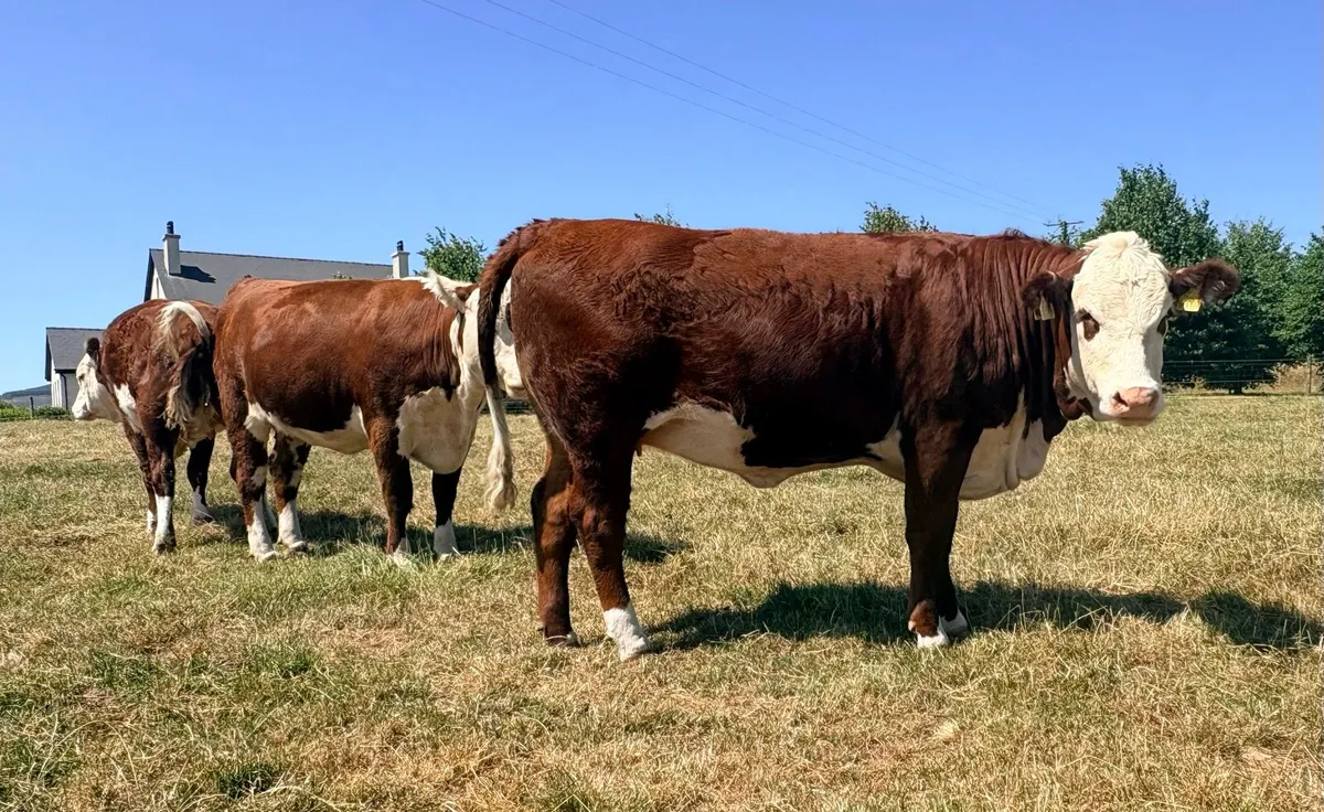 Pedigree Polled Hereford Heifers - Image 2
