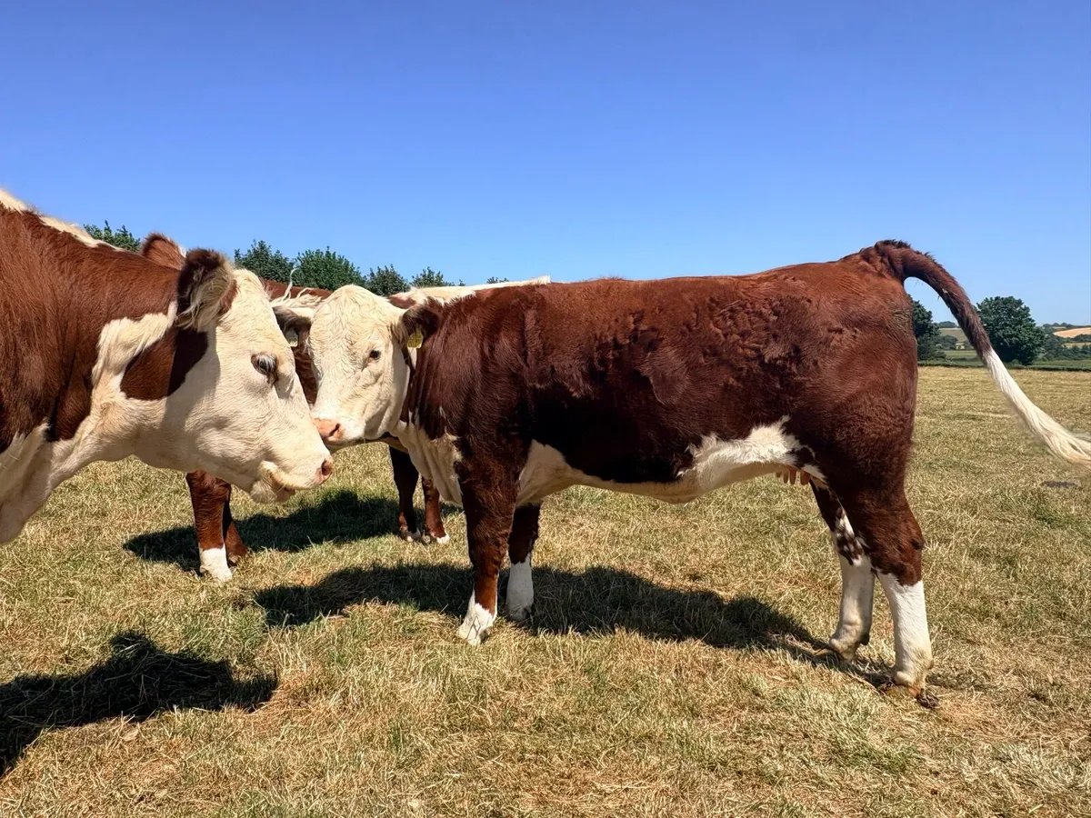 Pedigree Polled Hereford Heifers - Image 3