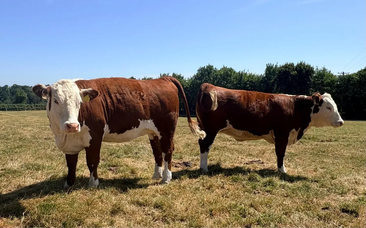 Pedigree Polled Hereford Heifers - Image 4