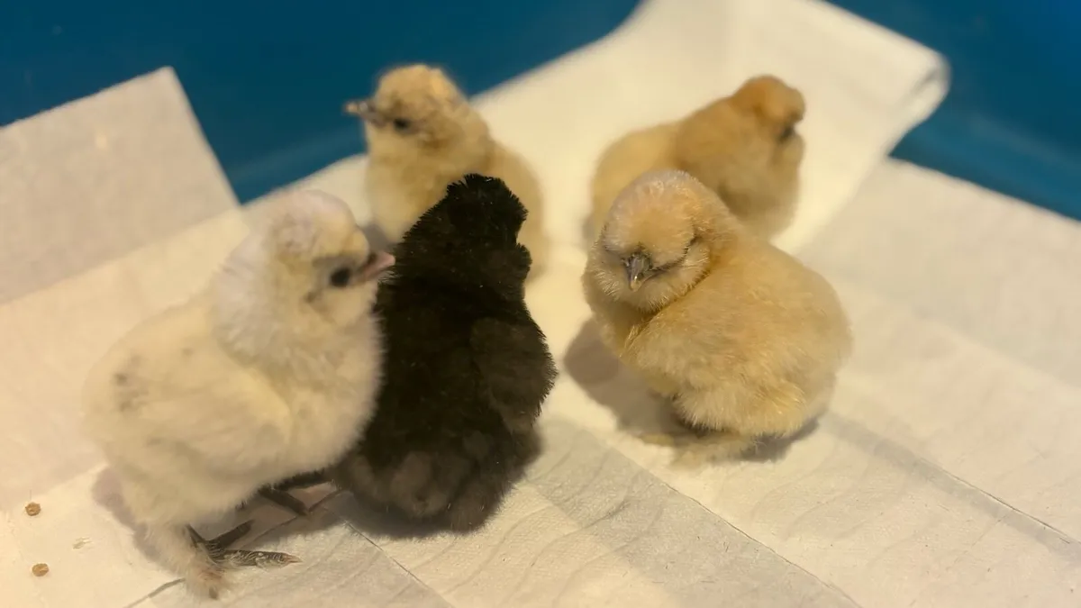 USA Silkie Chicks - Image 1