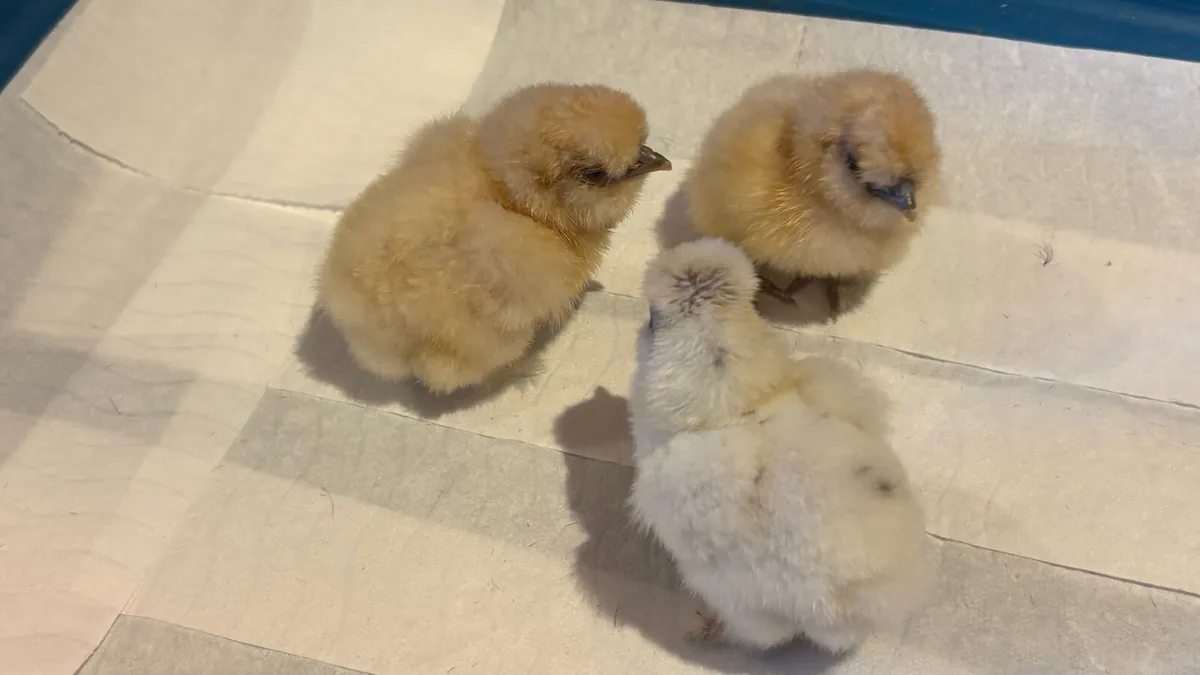 USA Silkie Chicks - Image 2