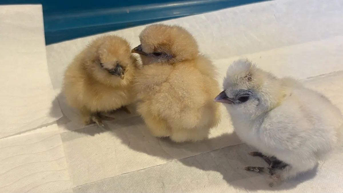 USA Silkie Chicks - Image 3
