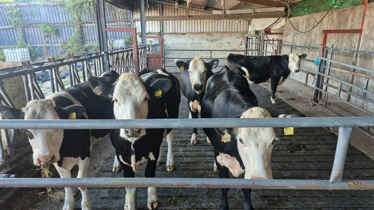 Incalf heifers - Image 1