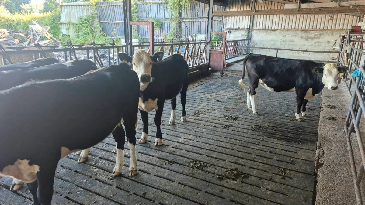 Incalf heifers - Image 2