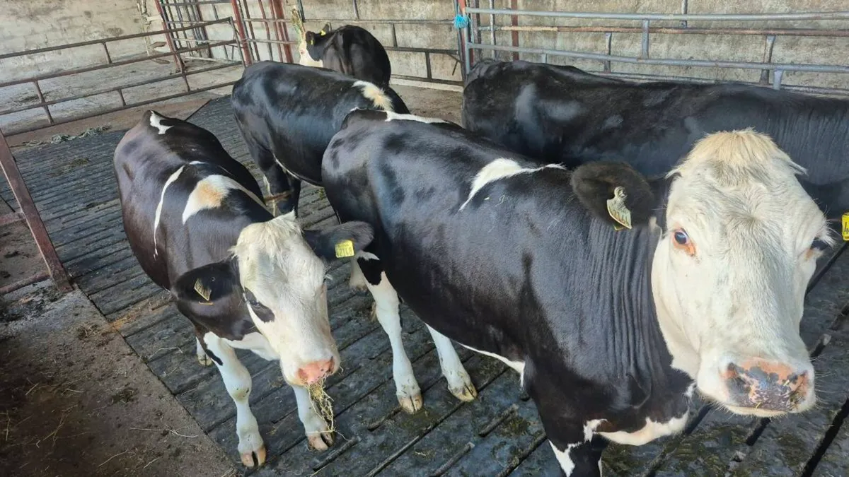 Incalf heifers - Image 3