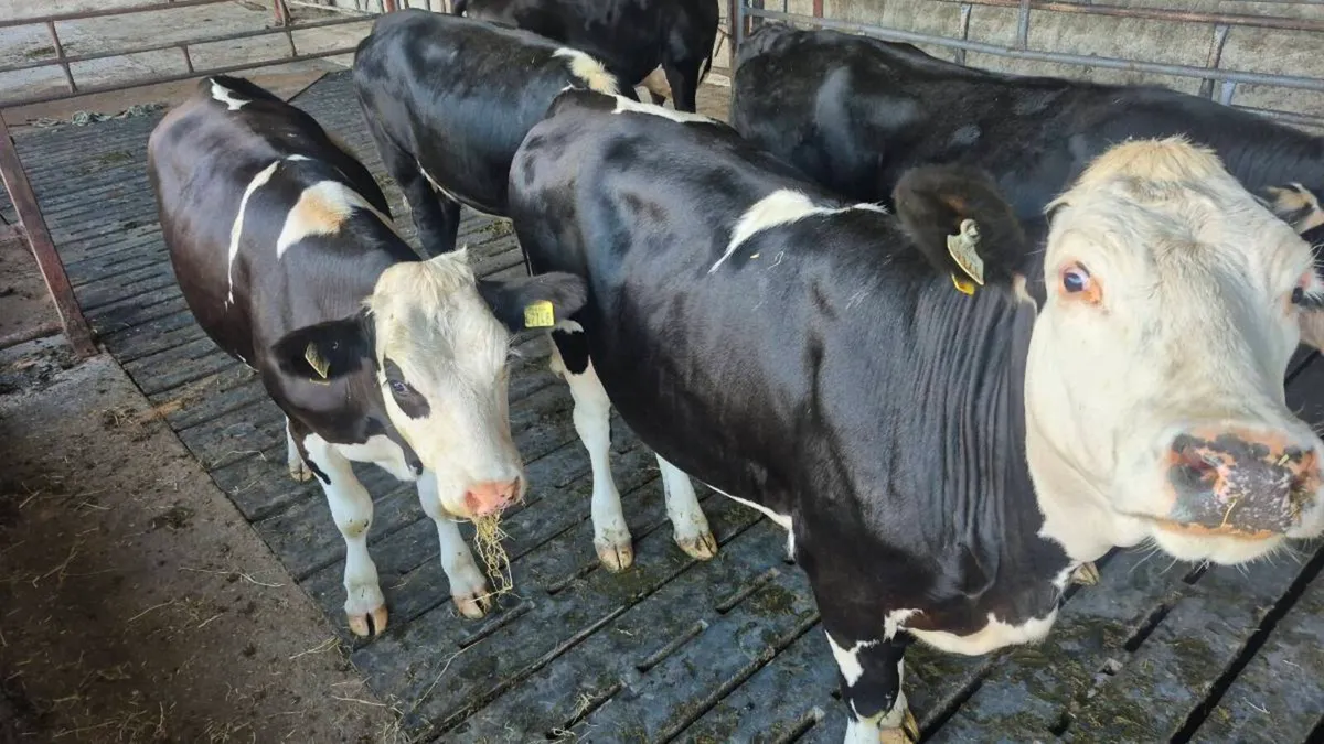 Incalf heifers - Image 4
