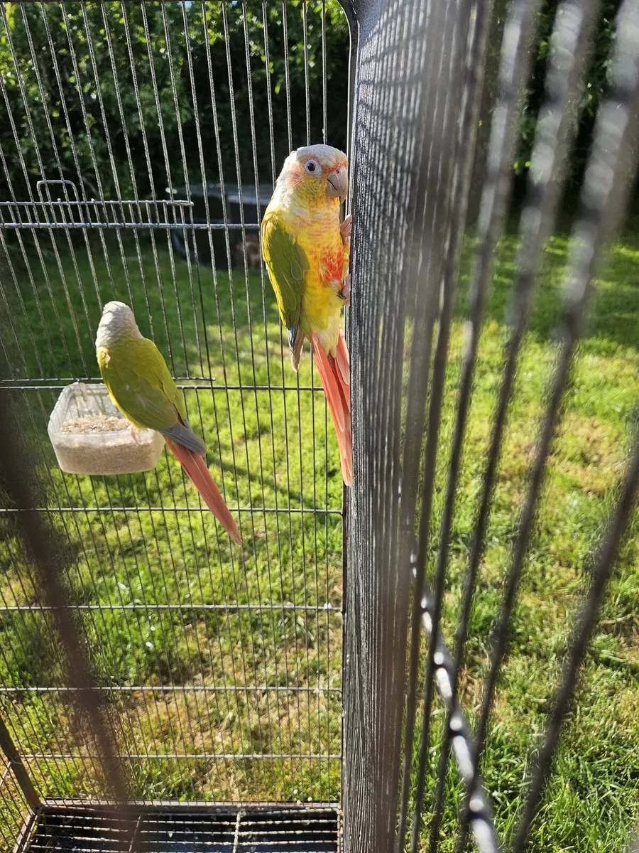 Pineapple Conures - Image 1