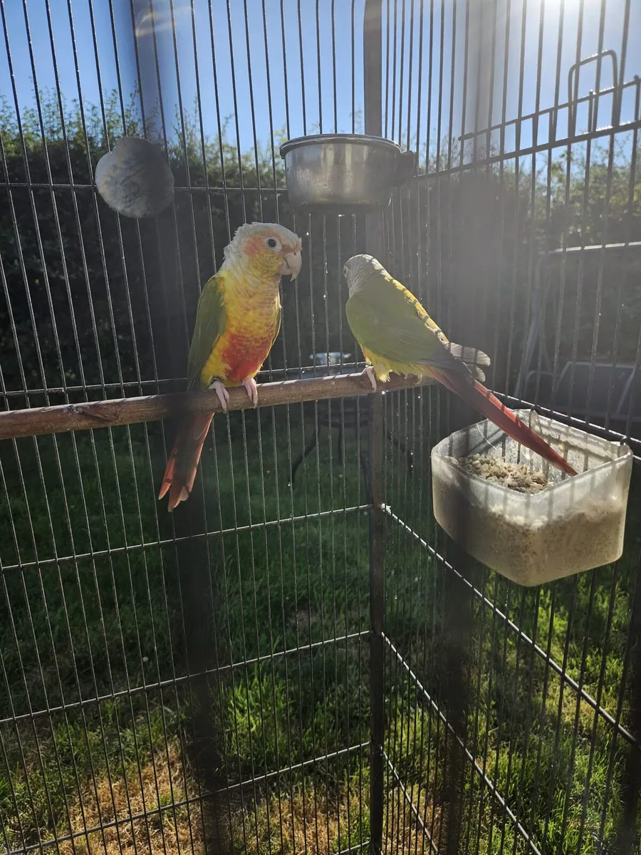 Pineapple Conures - Image 2