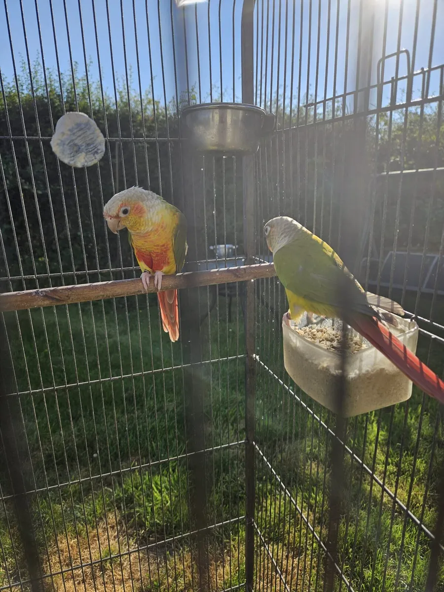 Pineapple Conures - Image 3