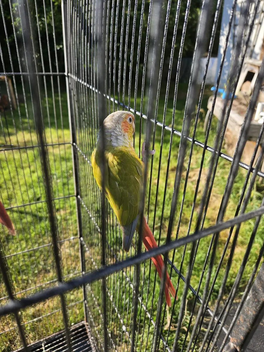 Pineapple Conures - Image 4