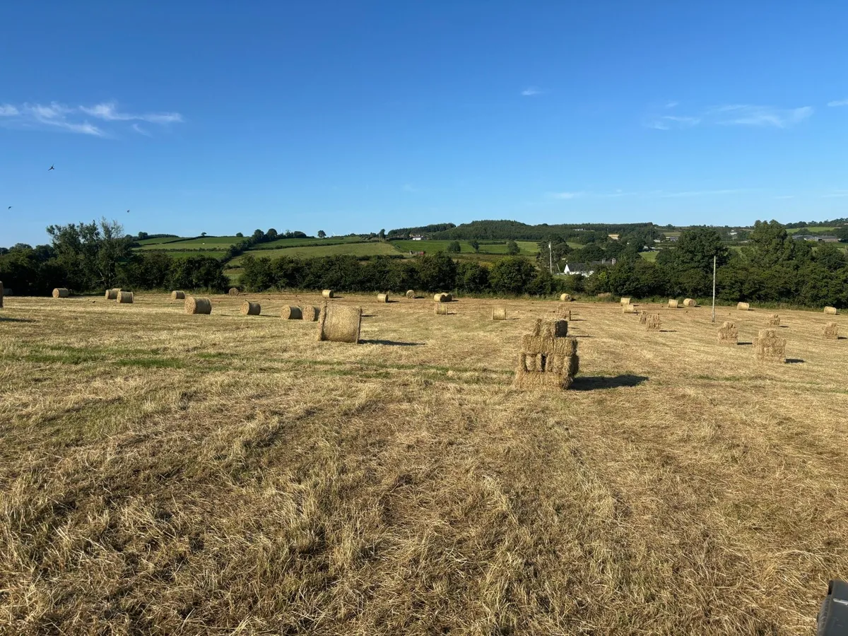 Hay for sale - Image 1