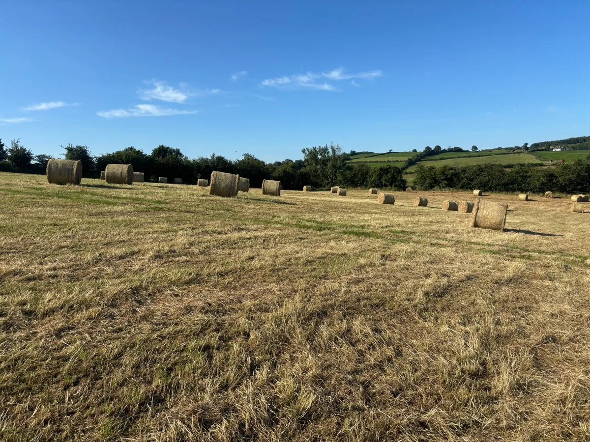 Hay for sale - Image 2
