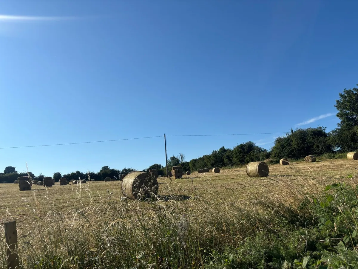 Hay for sale - Image 3