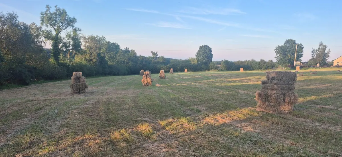 Hay