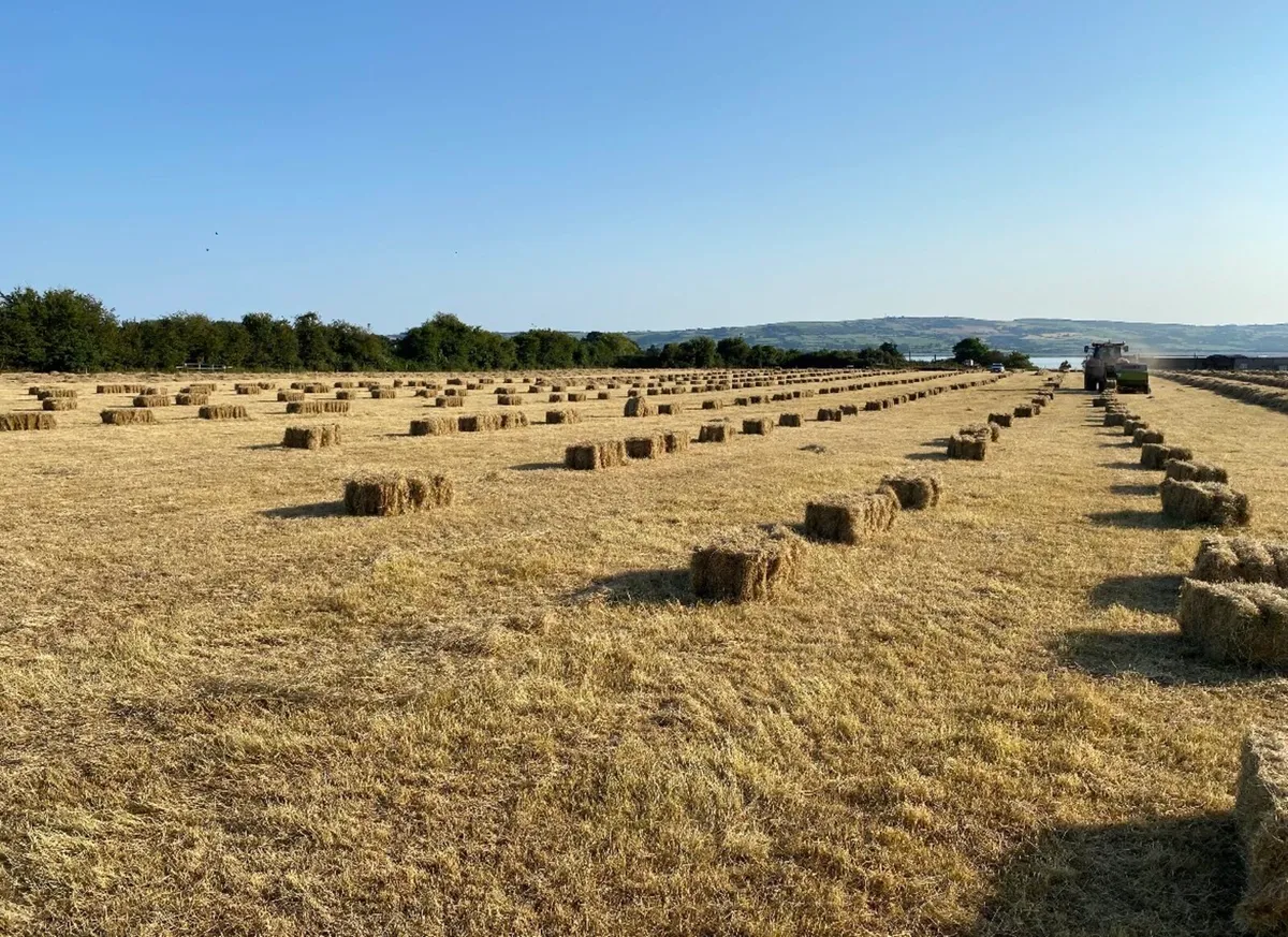 Hay square bales. - Image 2