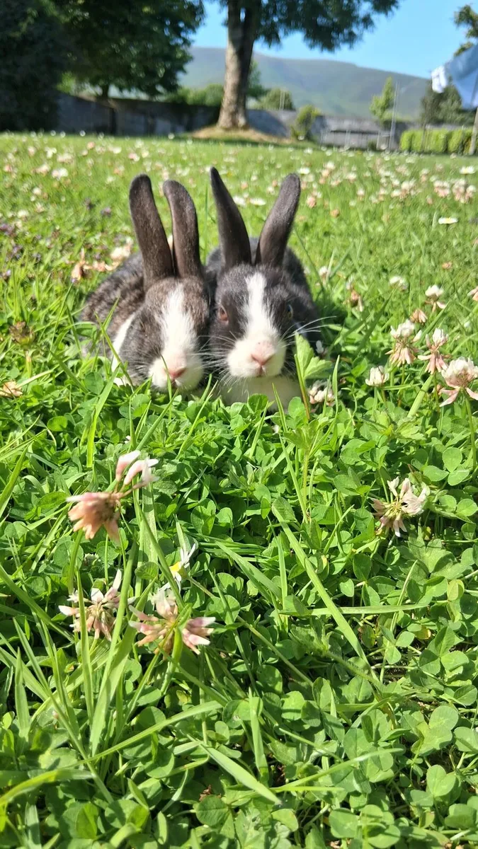 Baby rabbits - Image 2